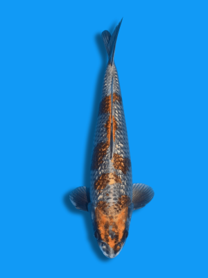 Ginrin Ginga  | Koi&Co.